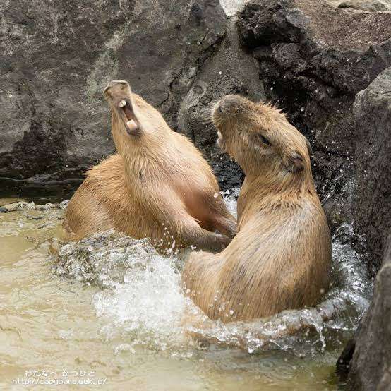はしゃいでる動物たち