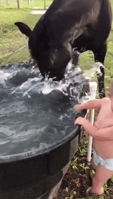 はしゃいでる動物たち