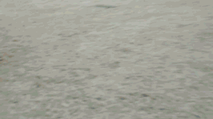 はしゃいでる動物たち