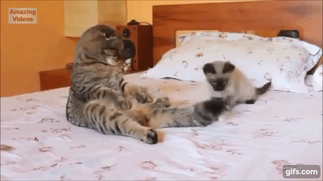 はしゃいでる動物たち