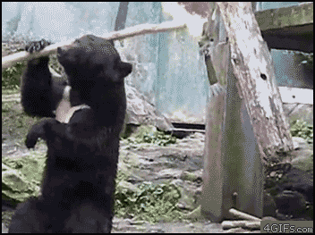 はしゃいでる動物たち