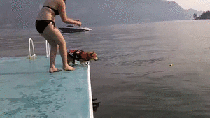 はしゃいでる動物たち