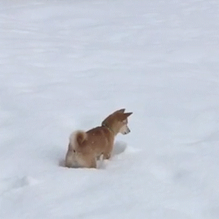 はしゃいでる動物たち
