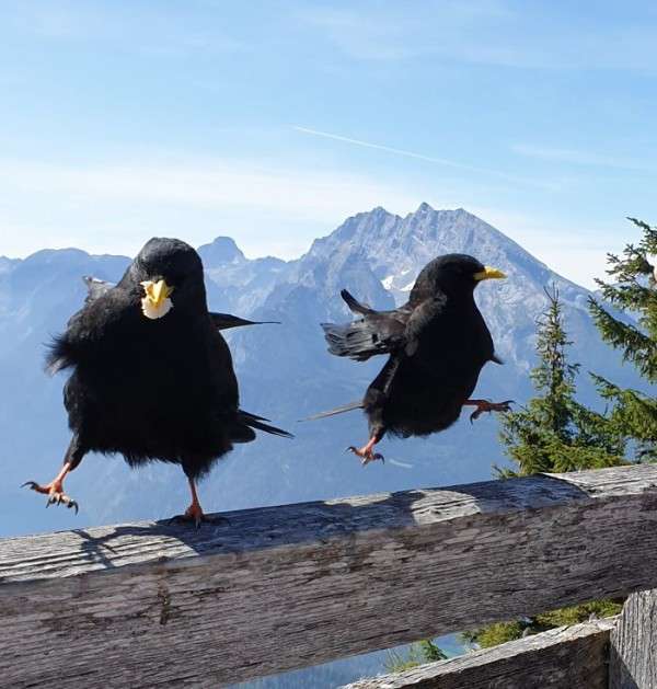 はしゃいでる動物たち