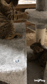 はしゃいでる動物たち