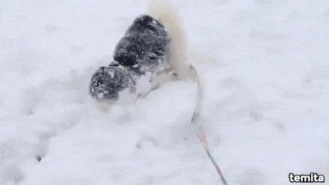 はしゃいでる動物たち