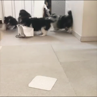 はしゃいでる動物たち