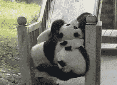 はしゃいでる動物たち