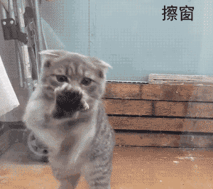 はしゃいでる動物たち