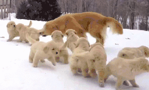 はしゃいでる動物たち
