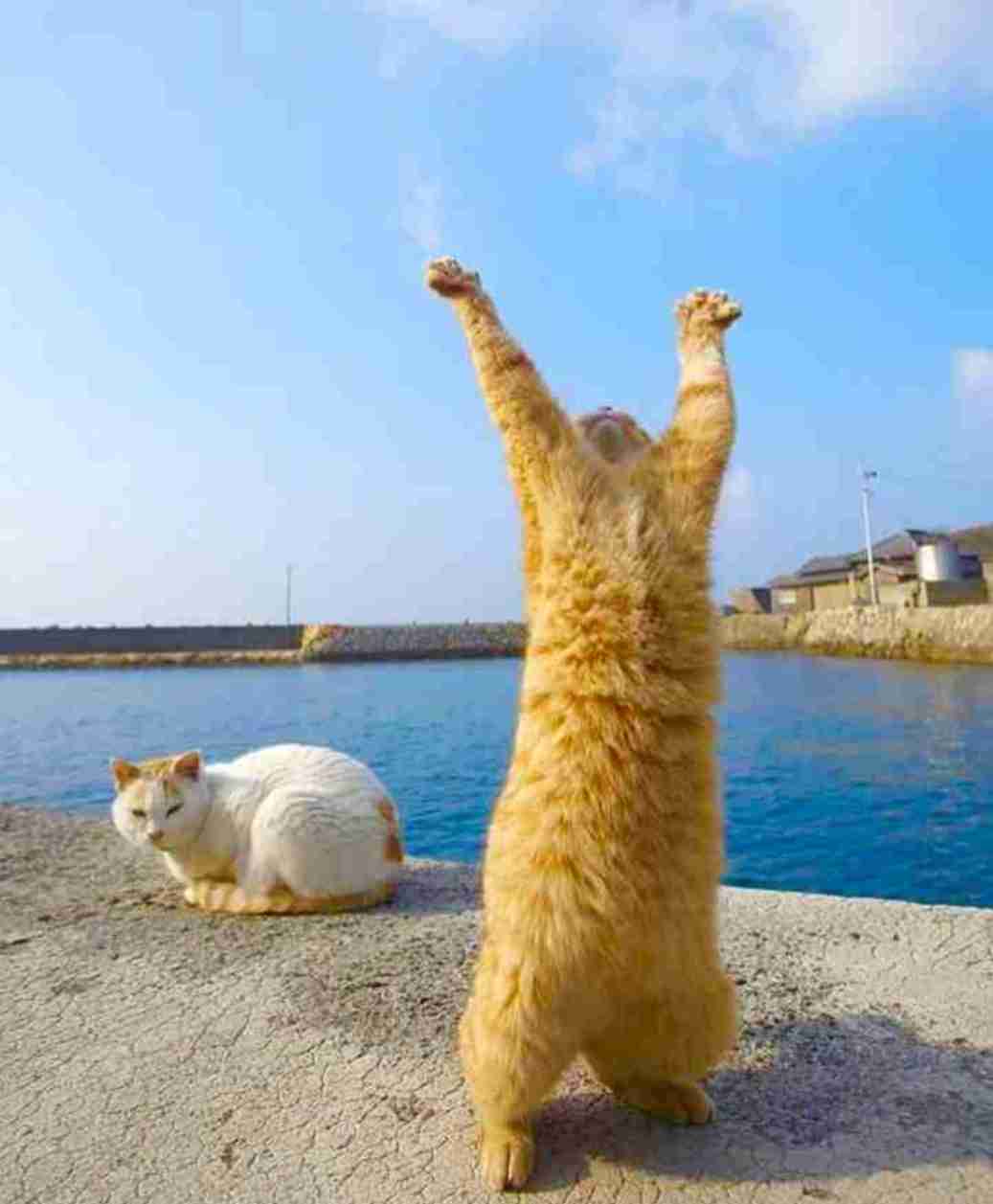 はしゃいでる動物たち