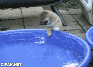 はしゃいでる動物たち