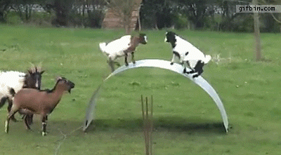 はしゃいでる動物たち