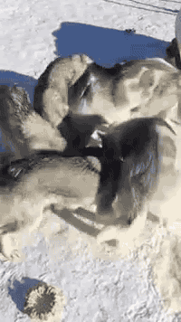 はしゃいでる動物たち