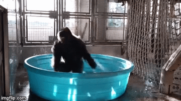 はしゃいでる動物たち