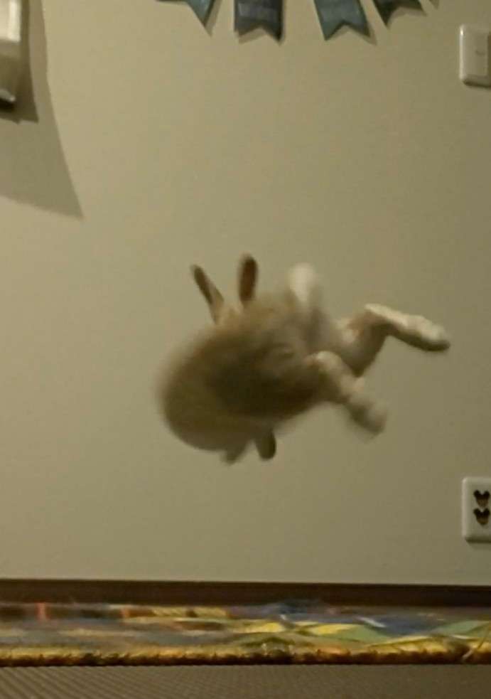 はしゃいでる動物たち