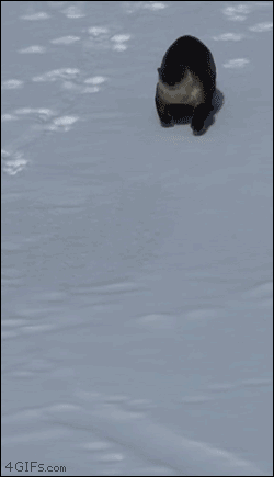 はしゃいでる動物たち