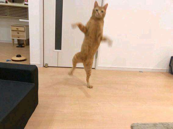はしゃいでる動物たち