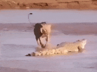 はしゃいでる動物たち