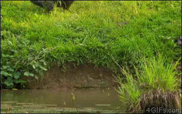 はしゃいでる動物たち