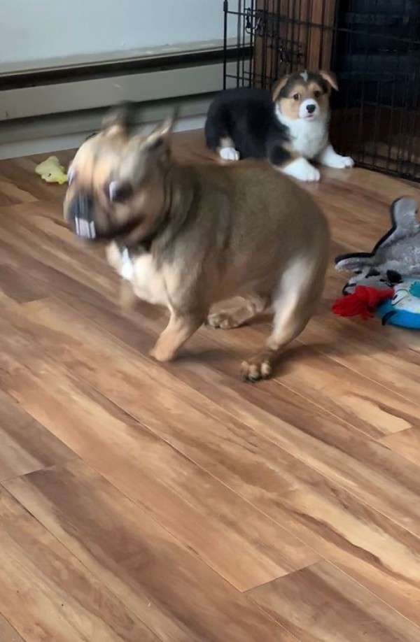 はしゃいでる動物たち