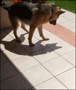 はしゃいでる動物たち
