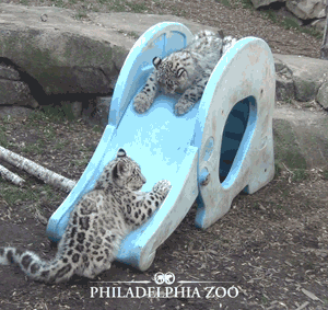 はしゃいでる動物たち