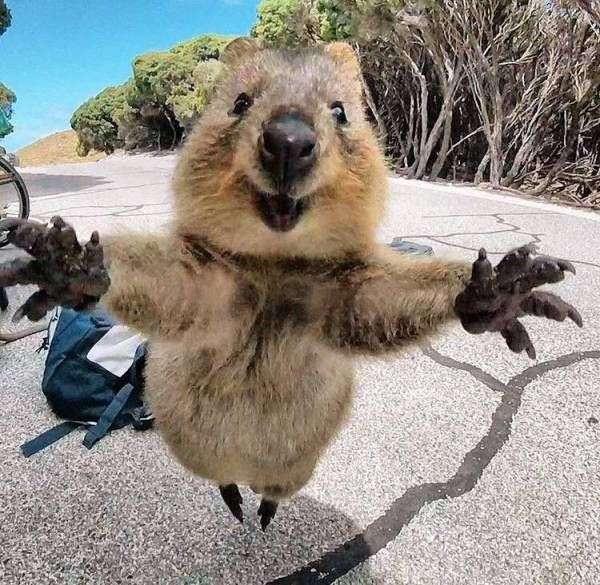 はしゃいでる動物たち