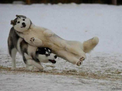 はしゃいでる動物たち