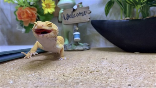 はしゃいでる動物たち