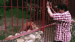 はしゃいでる動物たち
