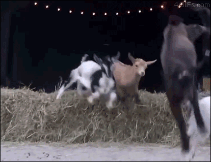 はしゃいでる動物たち