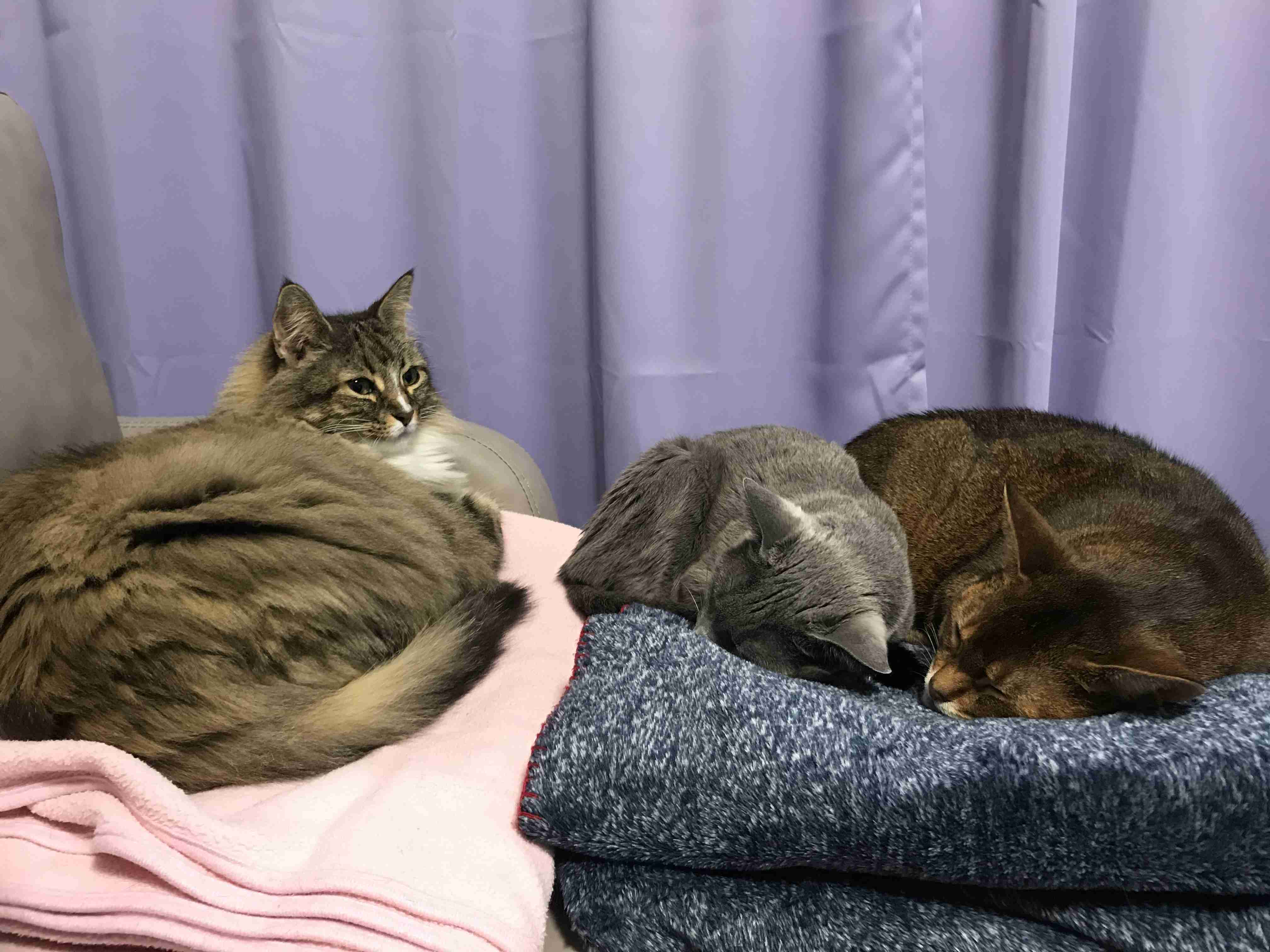 一日中誰かが来て雑談するトピ Part4