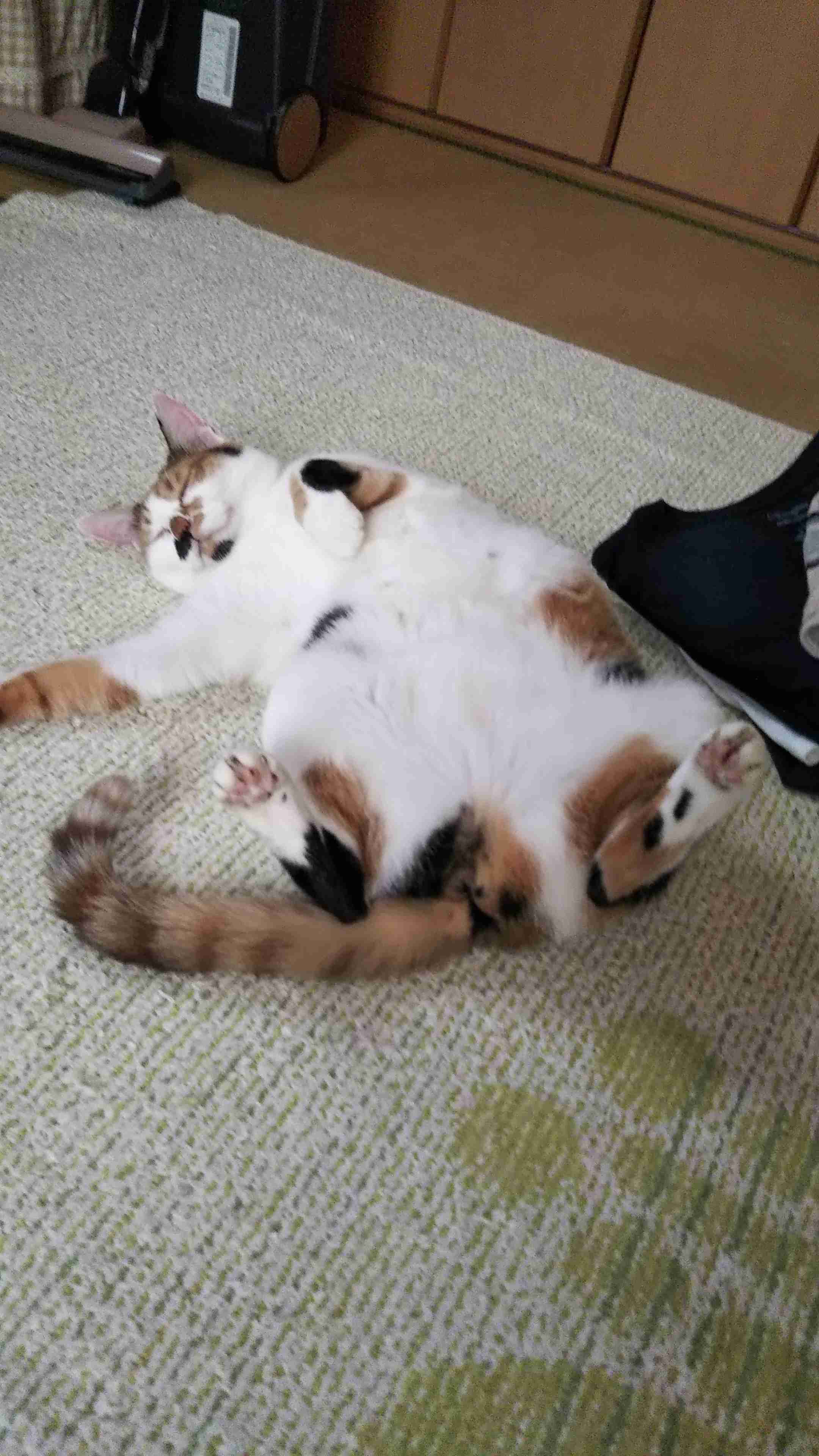 寝る時はどんな体勢ですか？