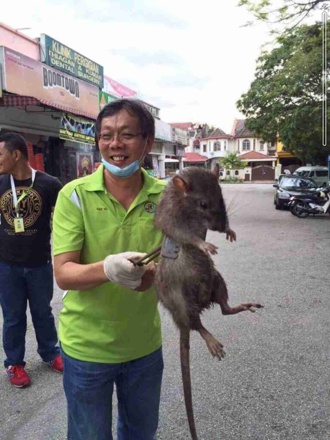 猫サイズの巨大ネズミが深夜の寝室に… 噛まれて流血の一歳児が救急搬送(英)