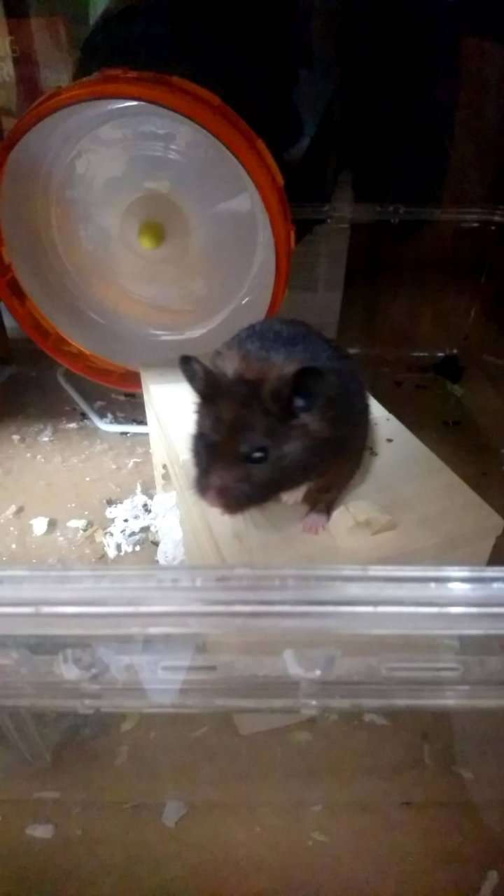 猫サイズの巨大ネズミが深夜の寝室に… 噛まれて流血の一歳児が救急搬送(英)
