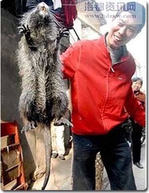 猫サイズの巨大ネズミが深夜の寝室に… 噛まれて流血の一歳児が救急搬送(英)