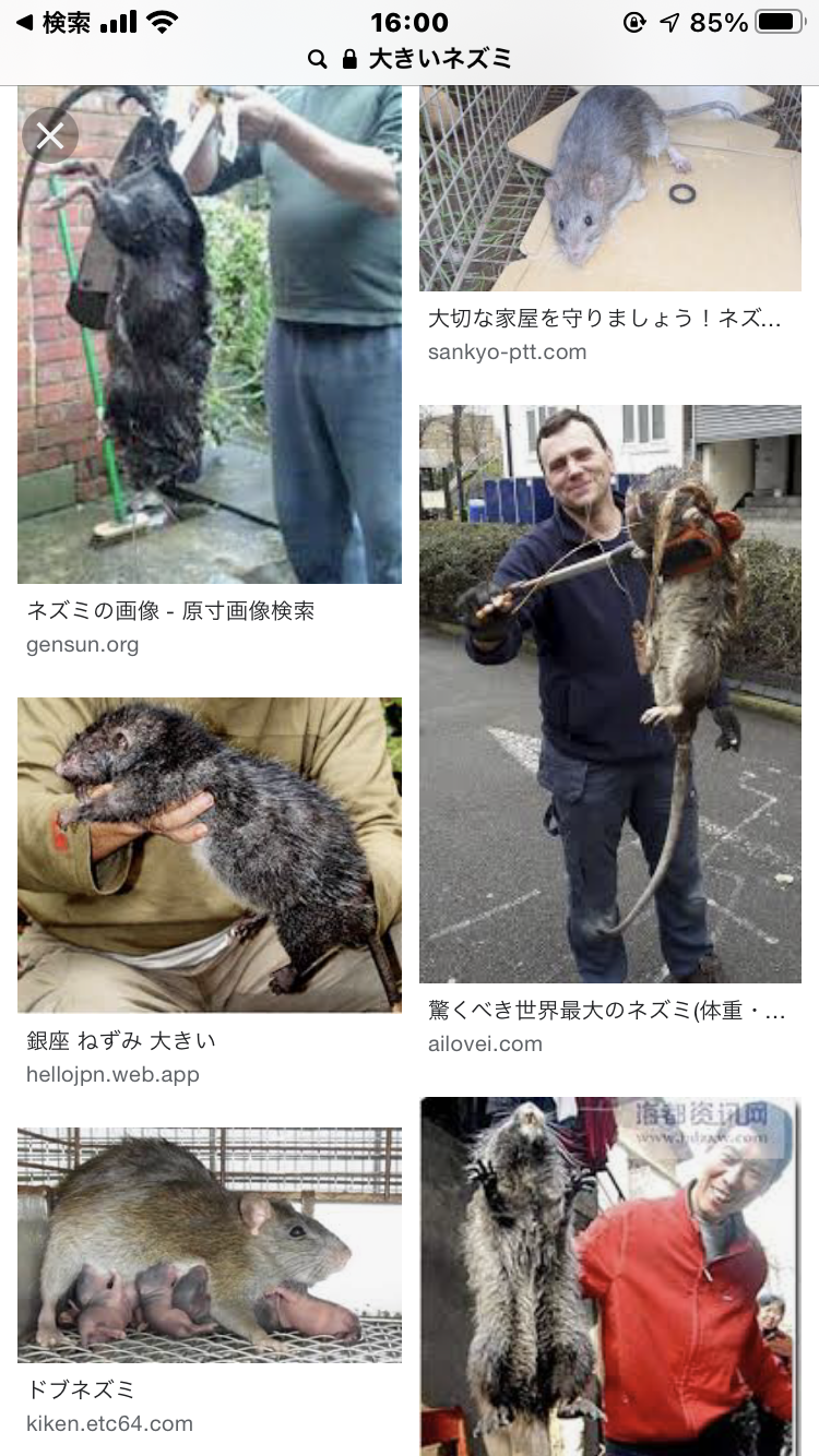 猫サイズの巨大ネズミが深夜の寝室に… 噛まれて流血の一歳児が救急搬送(英)