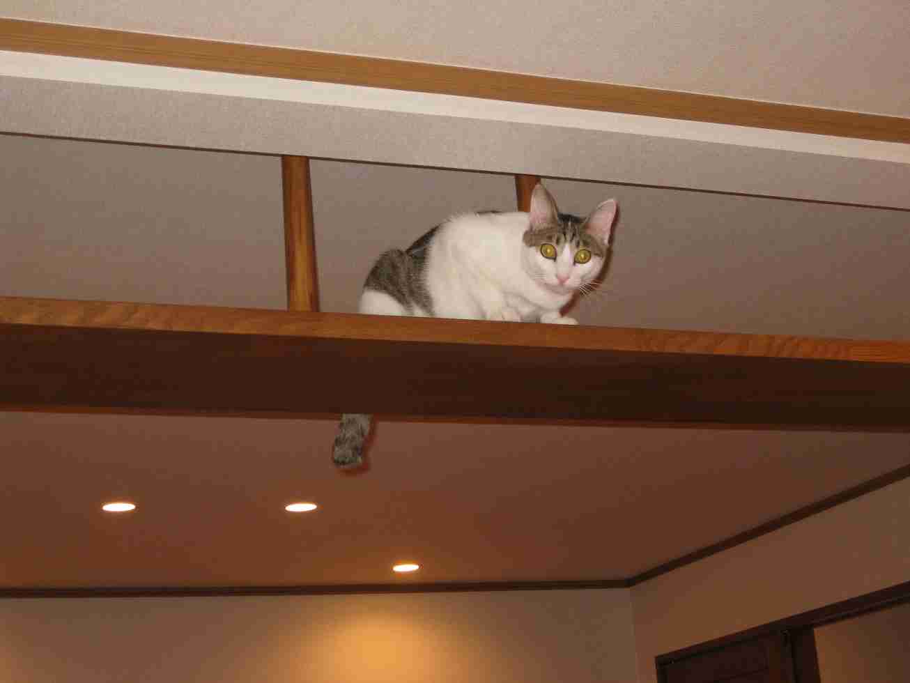 お部屋の天井を見せてください