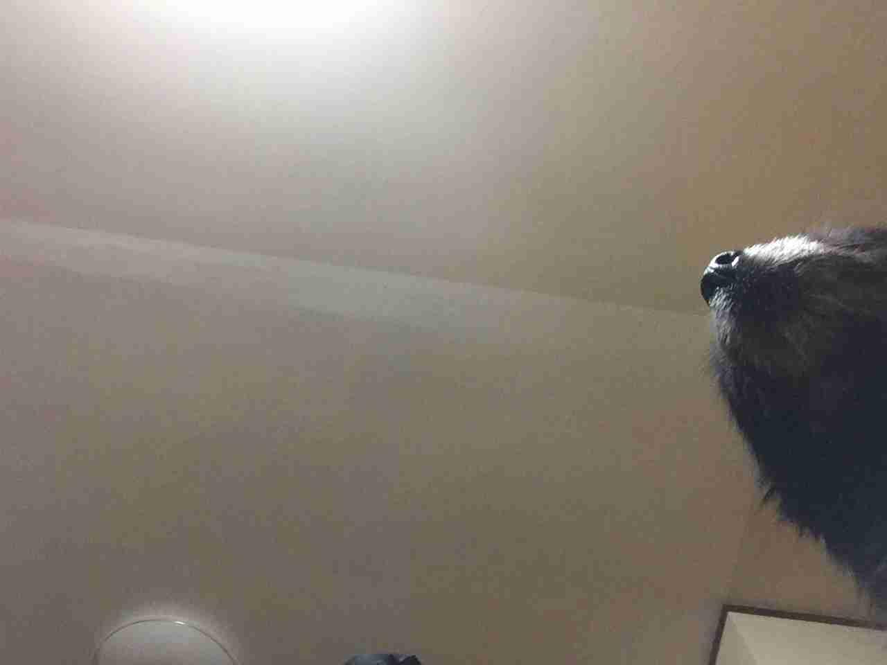 お部屋の天井を見せてください