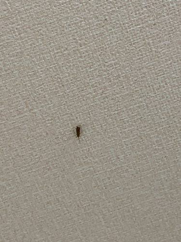 お部屋の天井を見せてください