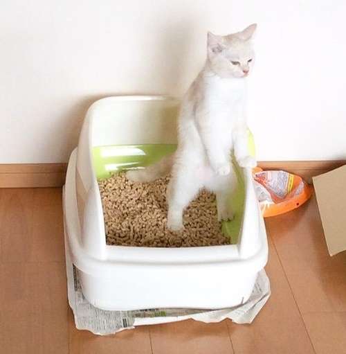 本当は人だよねと思う画像を貼るトピpart2