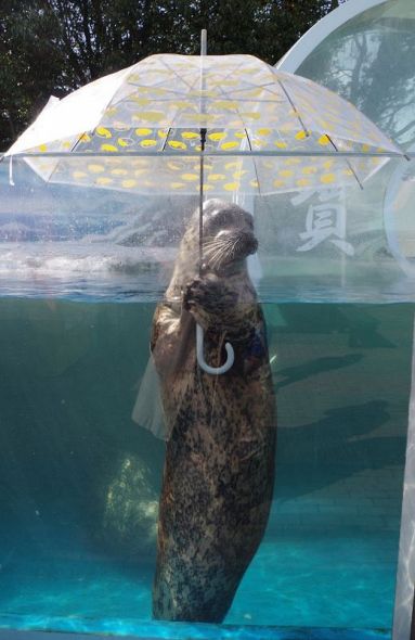本当は人だよねと思う画像を貼るトピpart2