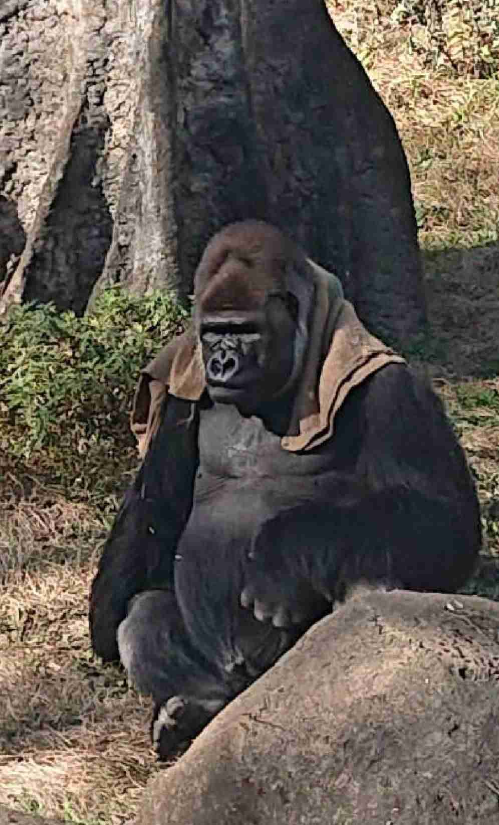 本当は人だよねと思う画像を貼るトピpart2