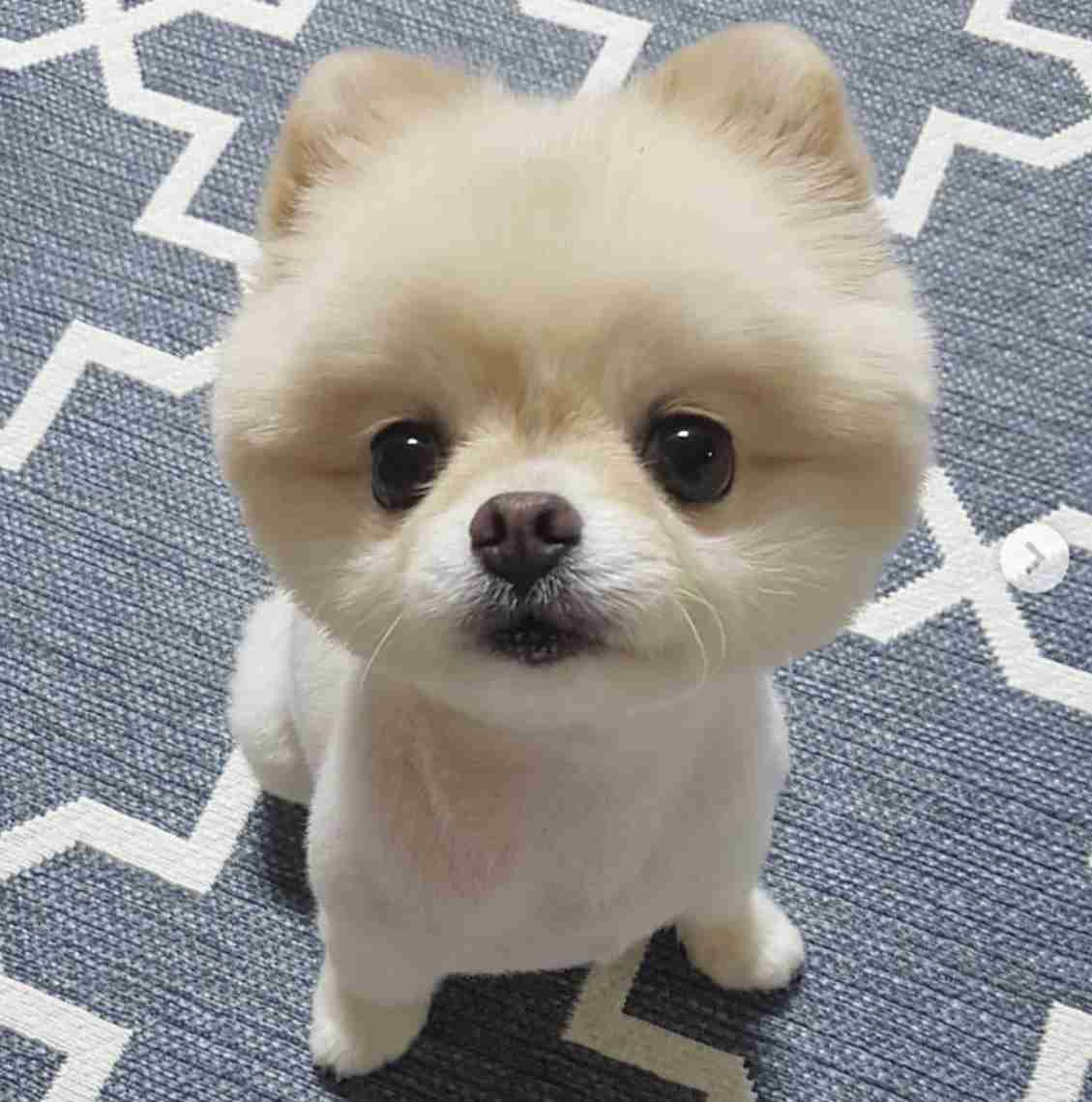 人気犬種ランキングは「トイ・プー」が12年連続の1位　「チワワ」「MIX犬」「柴犬」「ポメ」も不動の人気