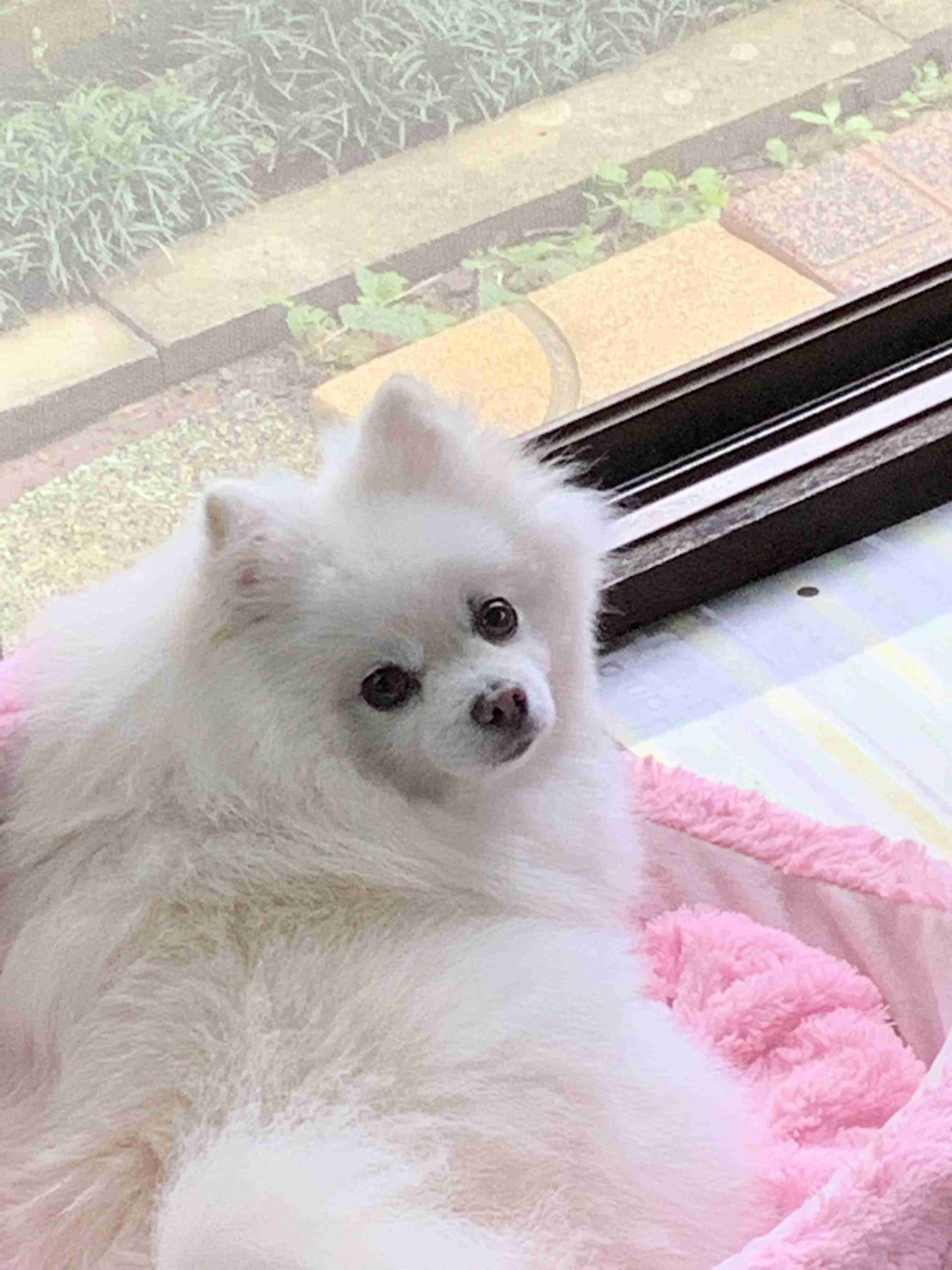 人気犬種ランキングは「トイ・プー」が12年連続の1位　「チワワ」「MIX犬」「柴犬」「ポメ」も不動の人気