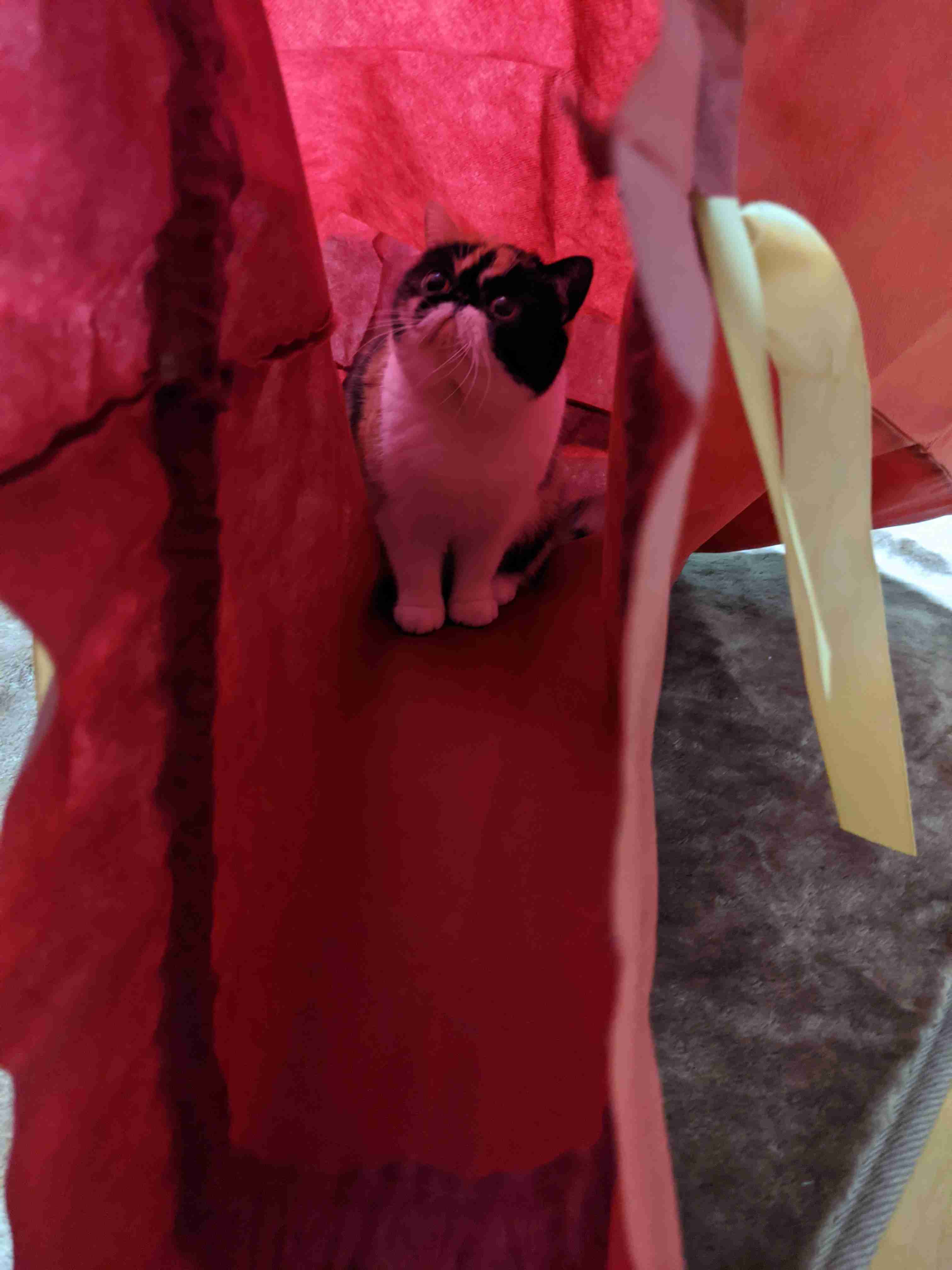どの猫種が好きですかPart2