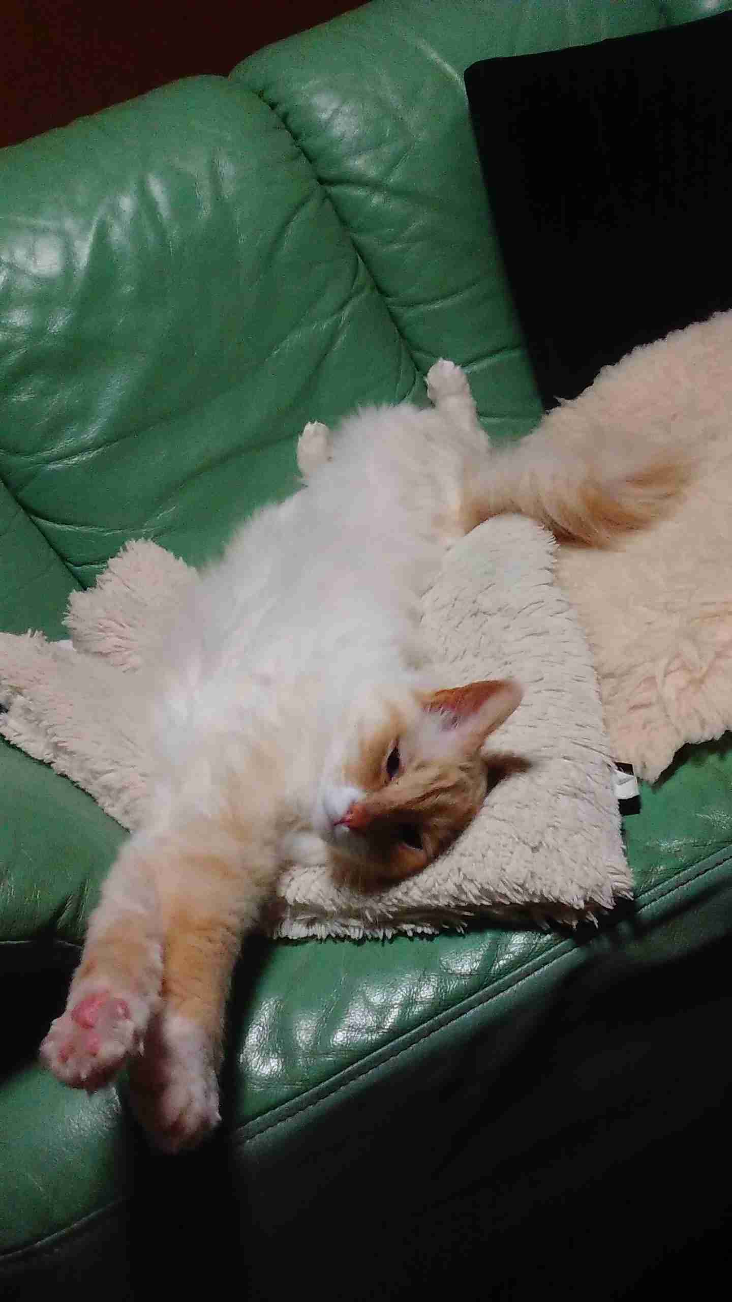どの猫種が好きですかPart2
