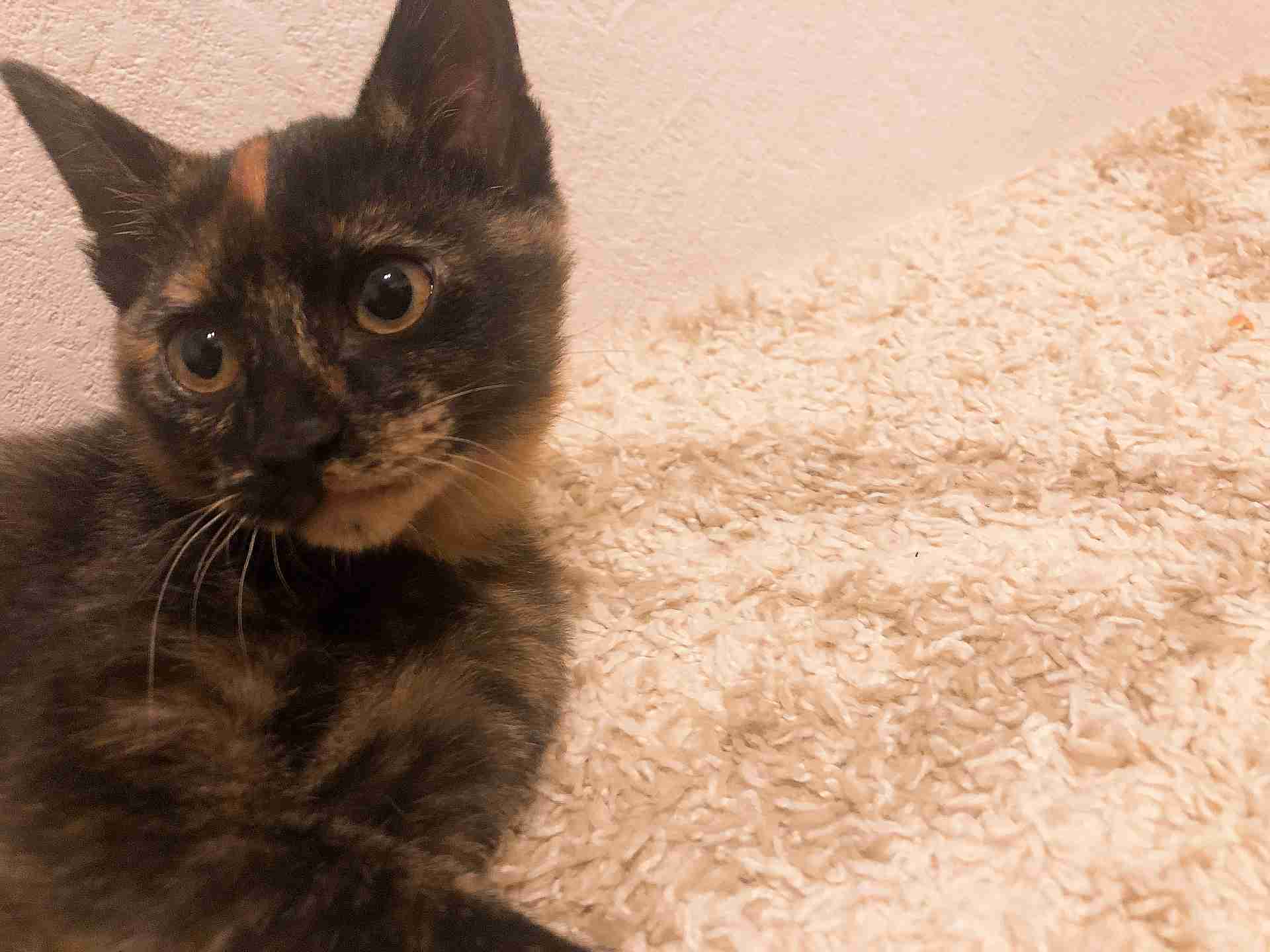 どの猫種が好きですかPart2