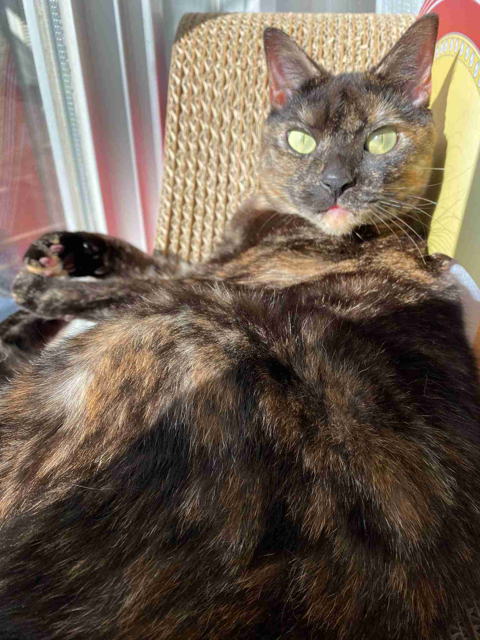 どの猫種が好きですかPart2